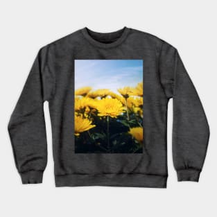 yellow chrysanths field Crewneck Sweatshirt